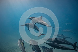 Blue water of ocean with pod of dolphins traveling underwater