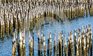 Blue Water Through Old Wood Pilings