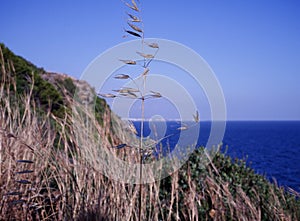 herbs sea beach water outdoors sky sunlight mountain close-up day blue color