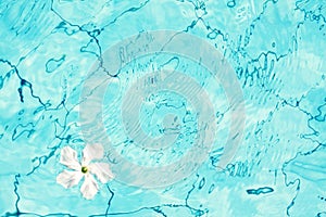 Blue water with tropic flower. Pool water surface texture top view