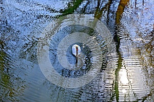 Blue water and white swan