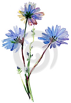 Blue watercolor flowers