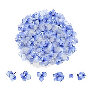 Blue watercolor hydrangea floral design. photo