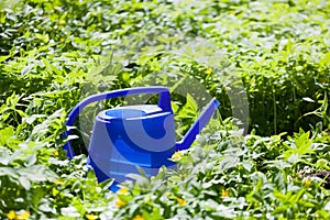 Blue watering can