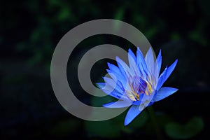 Blue waterlily isolated on dark backdround