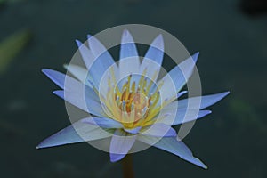 Blue waterlily or lotus in pond water, blue waterlily petal texture background