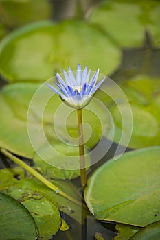 Blue Waterlily , Nymphaea capensis , Bhutan