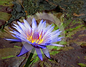 Blue waterlily in pond