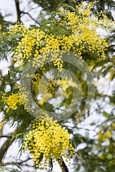 Blue wattle flowers