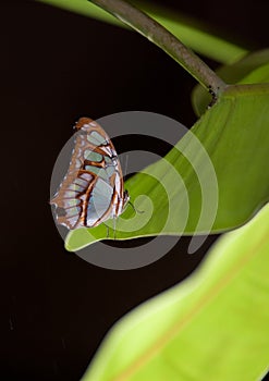 Blue Wave Butterfly photo