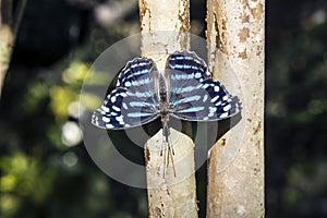 Blue wave butterfly