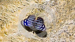 Blue Wave butterfly Myscelia Cyaniris