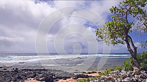 The blue waves of the Pacific Ocean roll over the rocky beach of the Hawaiian island of Oahu. Green tropical tree under