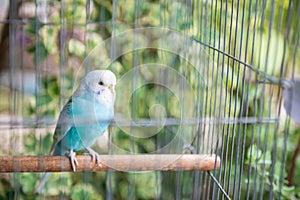 Blue wavy parrot bird alone inside cage. Pet animal