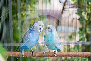 Blue wavy parrot birds couple stand together inside cage