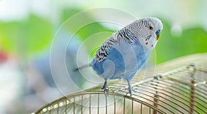 Blue wavy parrot on a cage, selective focus.