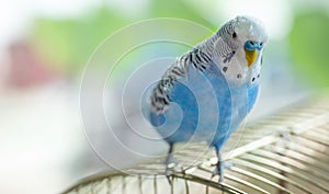 Blue wavy parrot on a cage, selective focus.