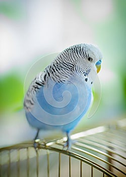 Blue wavy parrot on a cage, selective focus.