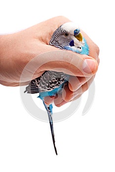 Modrý vlnitý papagáj v samec ruka 