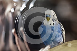 A blue wavy parrot sits on a cage