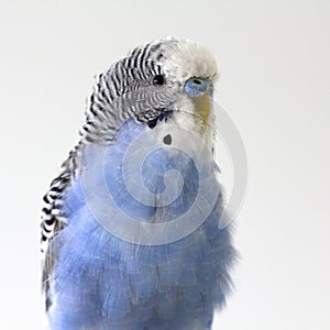 A blue wavy parrot sits on a cage