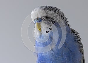A blue wavy parrot sits on a cage