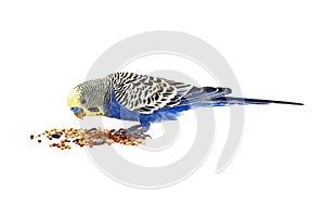 Blue wavy parrot on a white background