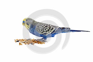 Blue wavy parrot on a white background
