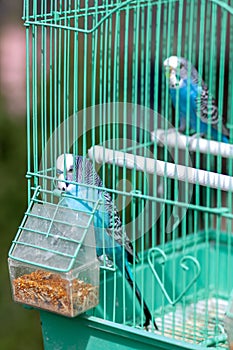 Blue wavy parrots in a green cage . Bird in captivity. Selective focus. Vertical view.