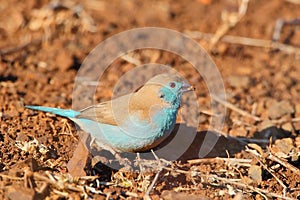 Blue Waxbill photo