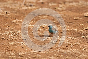 Blue Waxbill