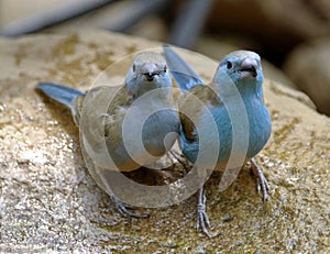 Blue waxbill