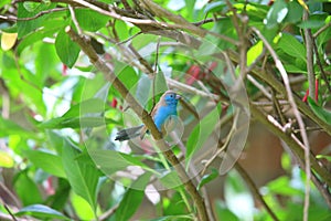 Blue waxbill