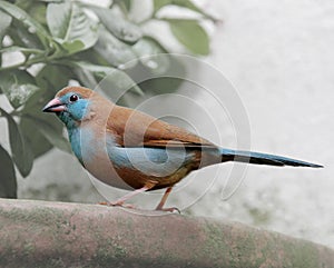 Blue waxbill bird. A decorative finch in an aviary