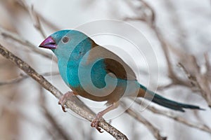 Blue Waxbill Finch Bird