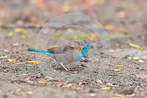 Blue Waxbill, little blue bird