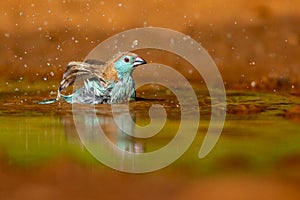 Blue Waxbill taking a bath.