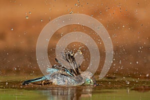 Blue Waxbill taking a bath.