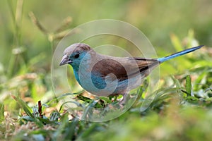 The blue waxbill (Uraeginthus angolensis)  called blue-breasted cordon-bleu sitting in green grass.