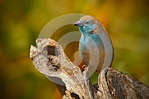 Blue Waxbill, Uraeginthus angolensis, detail of exotic blue and orange African song bird in the nature habitat, Chobe National Pa