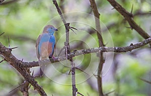 Blue waxbill (Uraeginthus angolensis) South Africa