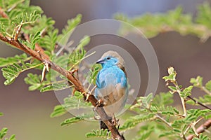 Blue Waxbill - Wild Bird Background from Africa - Beautiful Blues
