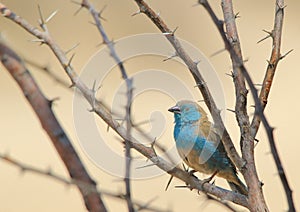 Blue Waxbill - Wild Bird Background from Africa - Beauty and the Thorn