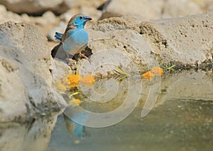 Blue Waxbill - Wild Bird Background from Africa - Reflection of Color