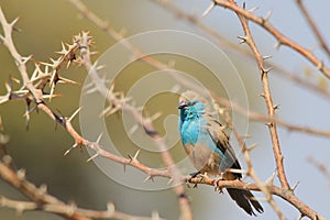 Blue Waxbill - Wild Bird Background Beauty from Africa photo