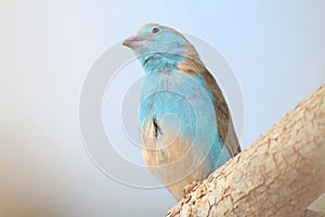 Blue Waxbill - Wild Birds from Africa photo