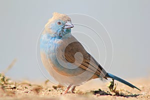 Blue Waxbill - Wondrous Blue Beauty from Africa