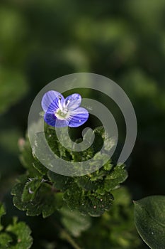 Blue weed flower