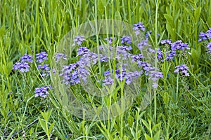 Blue weed flowers