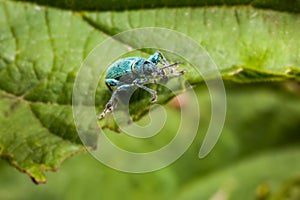 A blue weevil beetle on a leaf